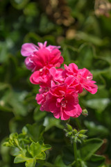 flowering  pelargonium background