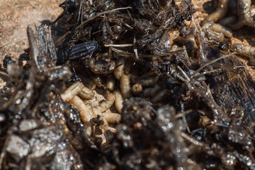 The maggots eat the remains of dead fish