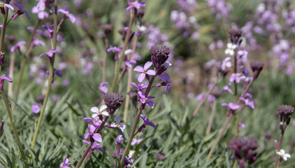Fototapeta premium flora of Gran Canaria - Erysimum albescens