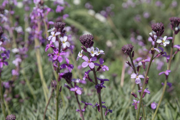flora of Gran Canaria -  Erysimum albescens