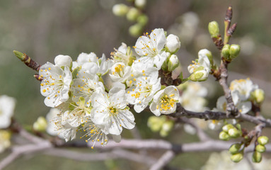 Obraz premium natural backgound with spring flowers