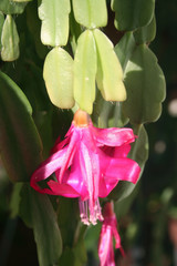 Schlumbergera in bloom with beautiful hot pink flowers. Also called Christmas cactus