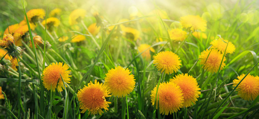Dandelions field background on spring sunny day.
