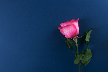 Beautiful pink rose on blue background. Top view
