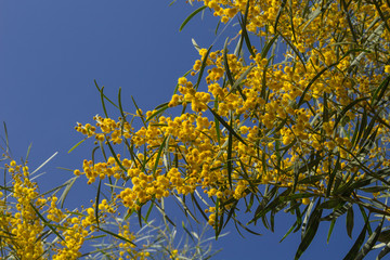 natural backgound with acacia