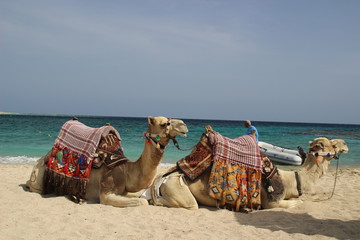 Kamel am Strand