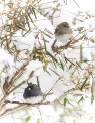 Pair of dark-eyed juncos in snow