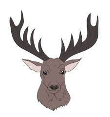 deer portrait, color drawing vector