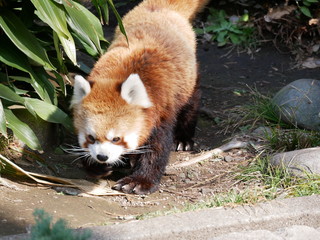 散歩中のレッサーパンダ
