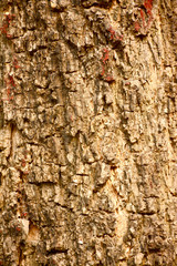  Tree bark surface