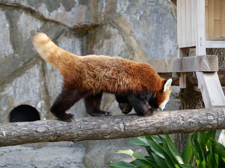 木登りするレッサーパンダ