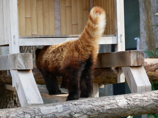 レッサーパンダの尻尾