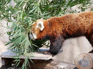 笹を食べるレッサーパンダ