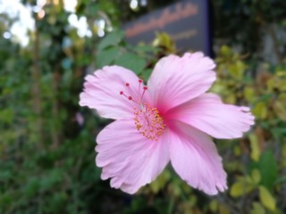 Obraz premium A single pink hibiscus in the outdoor garden 