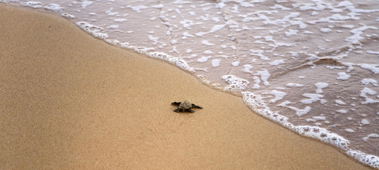 Baby turtles making it's way to the ocean