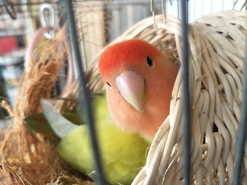 Cute peach faced lovebird looking out from a wicker nest in the cage