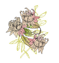 Floral composition. Pink flower illustration. Fullsize raster artwork of flowers.