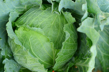 Close up big cabbage in the garden for background images.