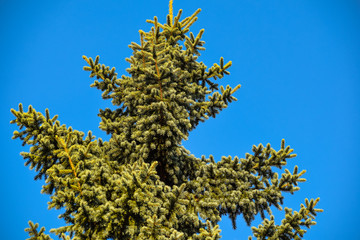 The incredible beauty of the tree.