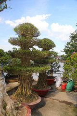 Fototapeta na wymiar bonsaï