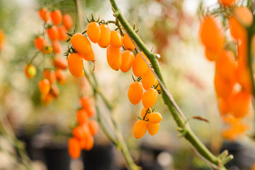 Beautiful tomatoes on the tree with  backdrop of the sunlight. (Lycopersicon esculentum Mill.)