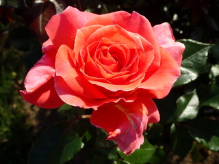 オレンジのバラ