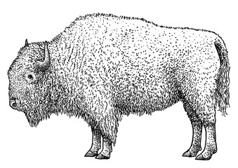 Bison illustration, drawing, engraving, ink, line art, vector © jenesesimre