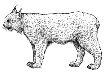 Canadian lynx illustration, drawing, engraving, ink, line art, vector © jenesesimre
