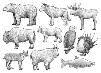 North American animals collection, illustration, drawing, engraving, ink, line art, vector