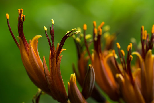 Close up of amber orange yellow wild lilies with a green background