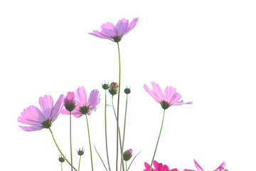 Beautiful pink sulfur cosmos flower isolated on white background. Selective focus.
