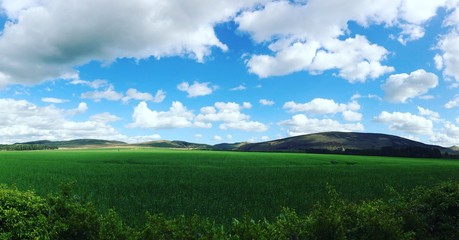 green field and blue sky
