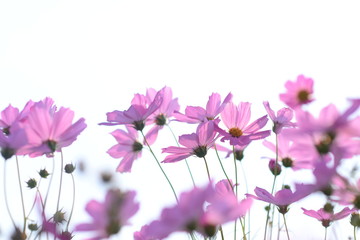 Fototapeta na wymiar Beautiful pink sulfur cosmos flower isolated on white background. Selective focus.