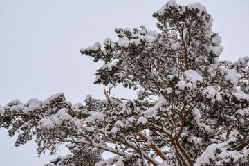 Surprisingly beautiful winter forest.