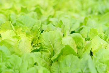 Close up. Cultivated field of lettuce growing. Selective focus.