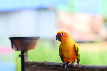 Sun conure on the wood and there is a cup of food beside.