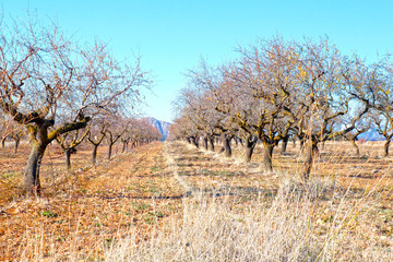 olive trees in a farming field in Spain