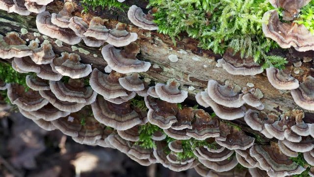 Turkey Tail Fungi on a Moss Covered Log