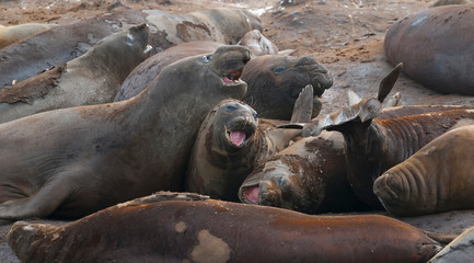Fototapeta premium Elephant seal, Hannah Point, Antartic peninsula.