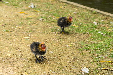 Two Eurasian water coot chicks fouraging near a brook