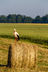 White stork on hay bale in Latvia. © Roberts Ratuts