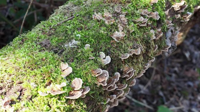 Turkey Tail Fungi on a Moss Covered Log