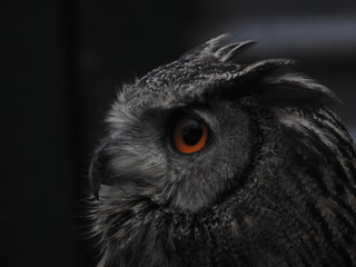 Owl's Deadly Eye
