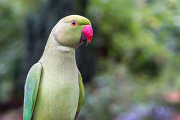 Wild Ring-necked Parakeets in central London