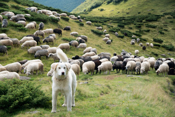 A shepherd dog in a tenderness moment with the sheep he guards