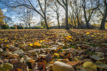 autumn leaves in the park with early morning sun
