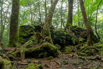 青木ヶ原樹海の苔