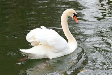 Naklejka premium Swan on the lake