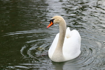 Naklejka premium Swan on the lake