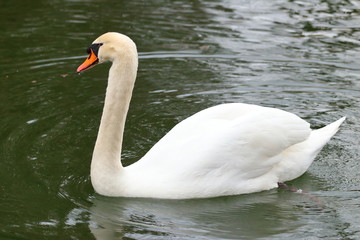 Fototapeta premium Swan on the lake